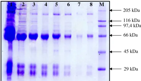 Figura  10:  Perfil  eletroforético  (SDS-PAGE  16%)  de  IgYs  purificadas  de  soros  de  galinhas  imunizadas  com  proteínas  virais totais de dengue do tipo 3 (Canaleta 1 – soro total; 2-8  – soro purificado; M – marcador de peso molecular  