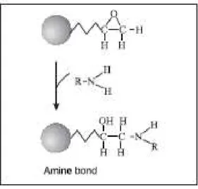 Figura  2.  Esquema  ilustrativo  do  ataque  nucleofílico  de  amino  primário  ou  secundário  a  microesfera magnética (Fonte: Invitrogen) 