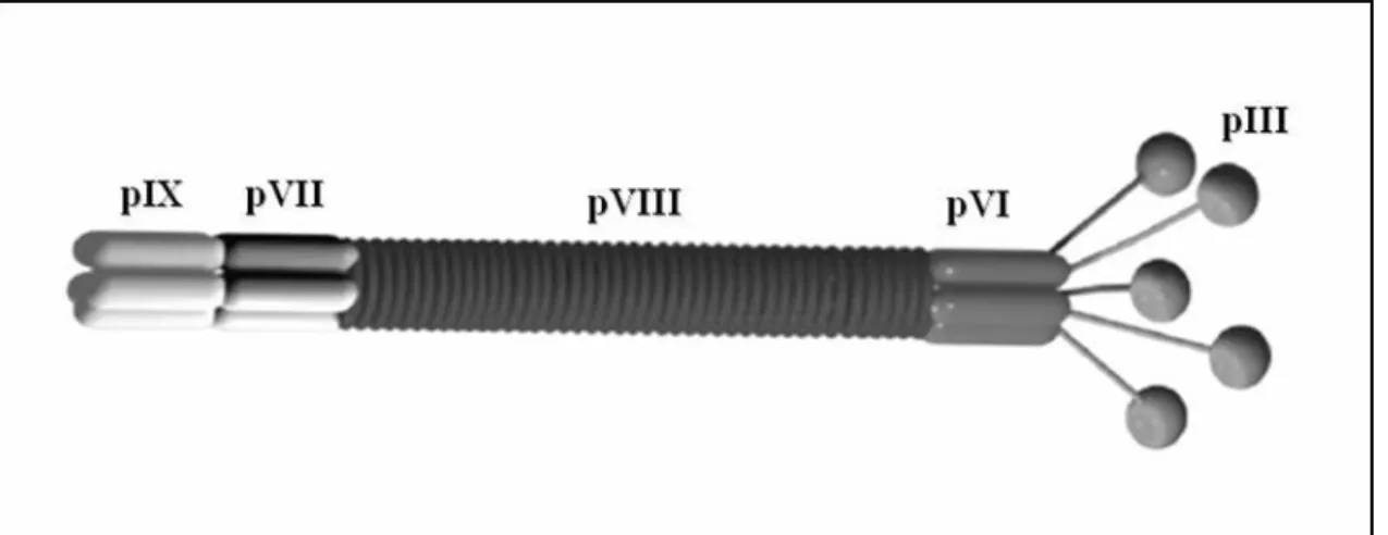 FIGURA  1  -  Esquema  representativo  de  um  bacteriófago  filamentoso  ilustrando  as  proteínas do capsídeo viral: pIX, pVII, pVIII, pVI e pIII (ARAP, 2005)