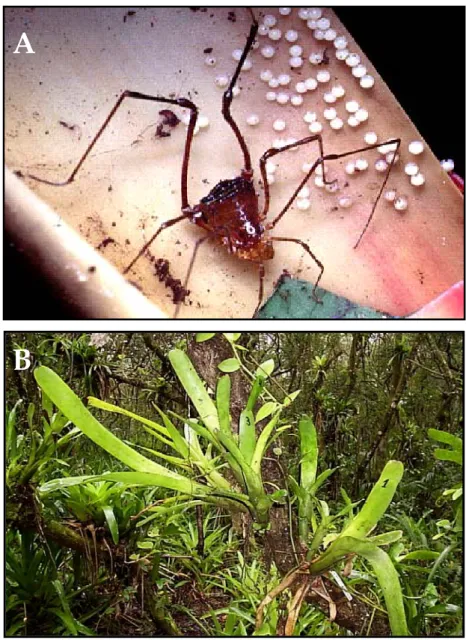 FIGURA 1. A)  F ê mea do opili ã o  Bourguyia hamata cuidando de uma desova na bromélia  Aechmea nudicaulis em uma área de restinga no Parque Estadual da Ilha do Cardoso, Cananéia, SP