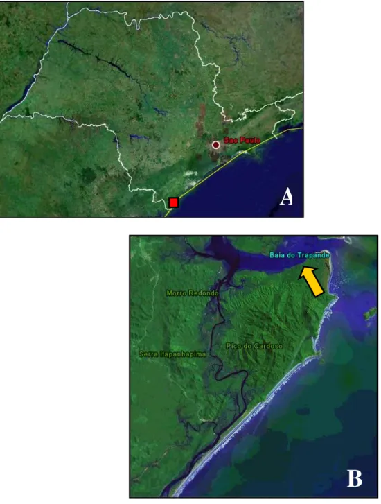 FIGURA 3.    A)  Imagem  de  satélite do estado de São Paulo com o quadrado indicando a localização da Ilha do Cardoso