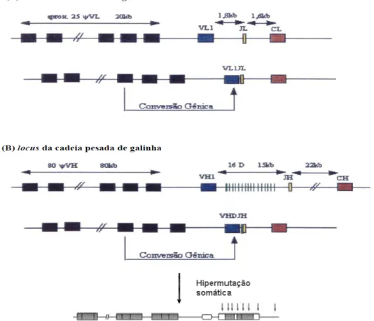 Figura  4.  Geração  de  diversidade  de  imunoglobulina  de  galinhas.  (A)  locus  da  cadeia  leve  mostrando  pseudogenes  (quadrados  pretos);  V L   =  único  segmento  variável  funcional;  J L   =  segmento  de  junção;  CL  =  segmento  constante