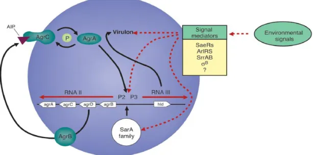 Figura 1 - Mecanismos de  Quorum-sensing de Staphylococcus aureus.  O operon P2 codifica  via RNAII o mecanismo de sinalização, aonde o transcrito do operon P3, RNAIII, funciona  como um efetor molecular do lócus  agr (YARWOOD; SCHLIEVERT, 2003)
