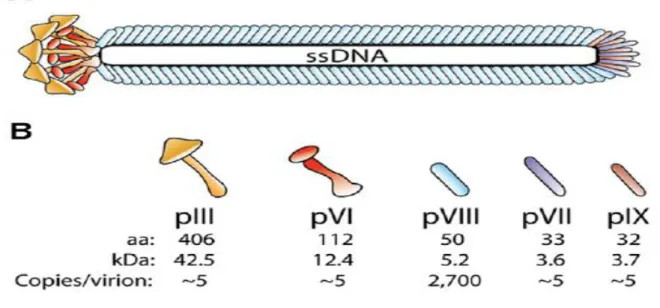 Figura  4 - Desenho esquemático da estrutura do fago filamentoso. (A) O fago é constituído  por 5 proteínas estruturais que reveste um DNA de fita simples de cerda de 6,4 kb