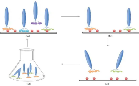 Figura 5 - Procedimento típico de  bioppaning. (a) Incubação de biblioteca de fagos com um  alvo imobilizado