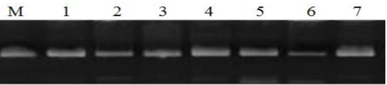 Tabela  2-  Seleção  de  fagos  com  peptídeos  ligantes  à  Staphylococcus  aureus.  Título  obtido  (pfu) no processo de seleção