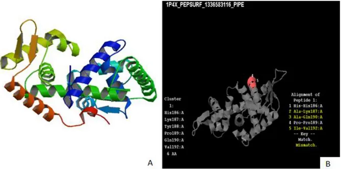 Figura  9B  - Alinhamento  tridimensional  do  clone  G09  com  Fator  Suposta5'-nucleotidase  de  Staphylococcus aureusem complexo comalfa-cetoglutarato