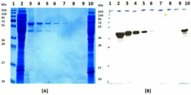 Figura  4  -   A:  SDS-PAGE  12,5%  da  purificação  da  proteína  LesA.  B:  Western-blot  das  eluições  após  a  imunoprecipitação  da  proteína  LesA