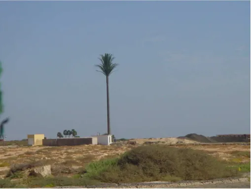 ILUSTRAÇÃO 1.2: TORRE TUBULAR CAMUFLADA “ÁRVORE TIPO PALMEIRA”, CABO VERDE. 