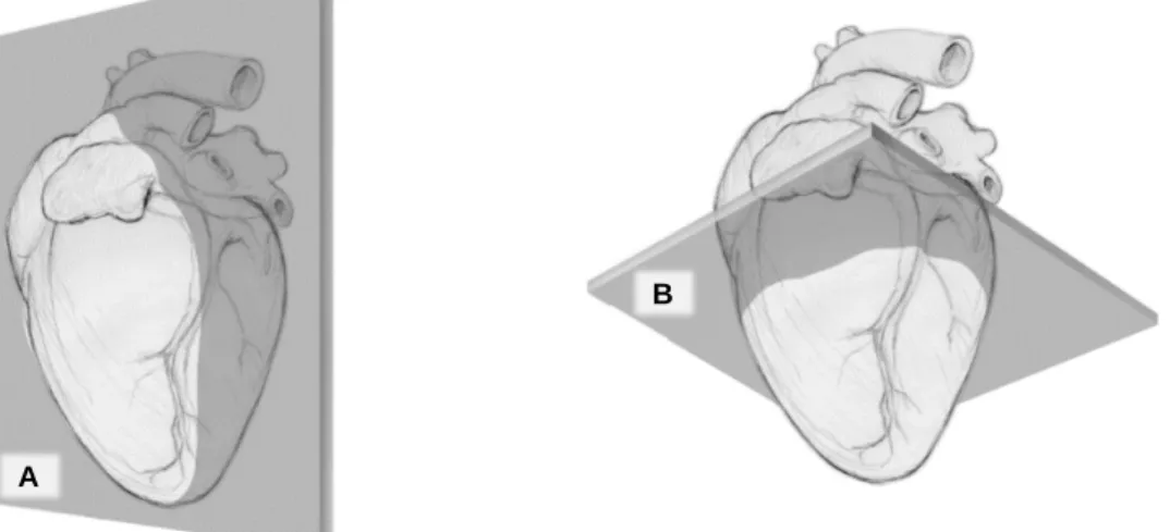 Figura 3 – Representação esquemática do plano de eixo longo (A) e do plano de eixo curto (B), obtidos  em ecocardiografia (adaptado de Boon, 2011)