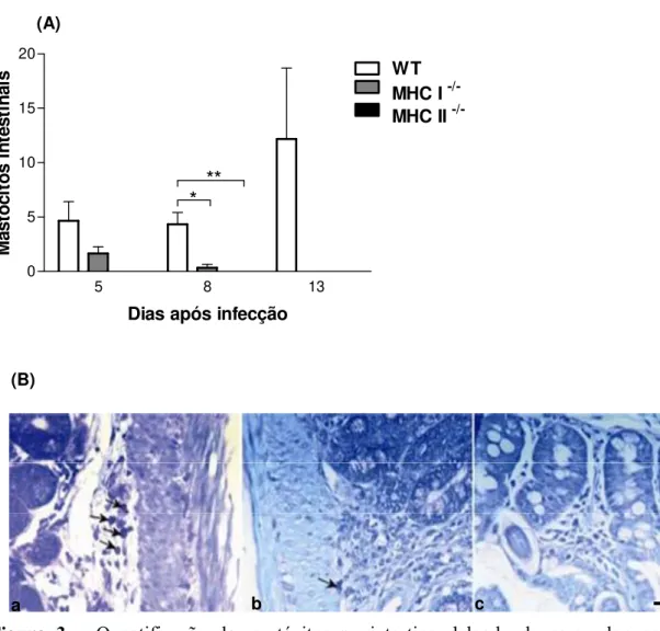 Figura 3 – Quantificação de mastócitos no intestino delgado de camundongos WT,    MHC I -/- e MHC II -/-  após infecção subcutânea com 3000 larvas filarióides (L3) de S