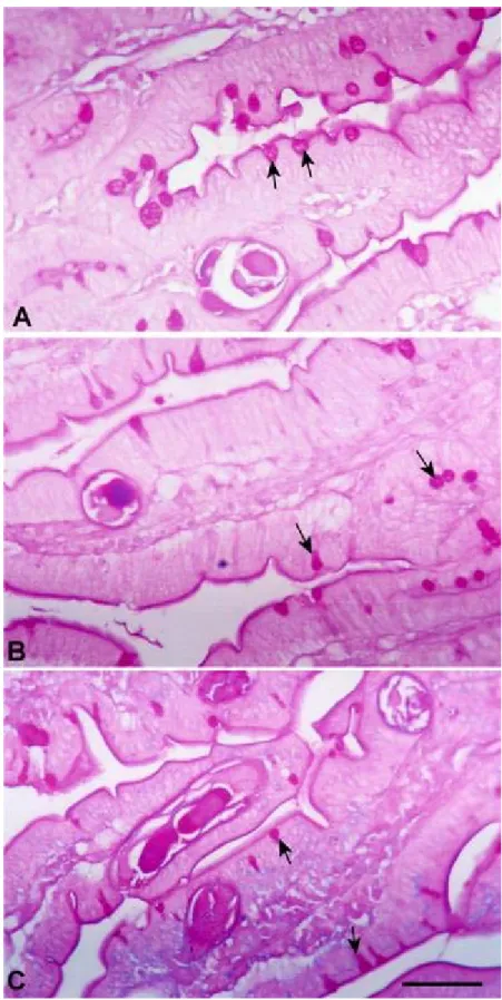 Figura 5 – Fotomicrografia do intestino delgado de camundongos WT (A),    MHC I -/- (B) e MHC II  -/-  (C) após infecção subcutânea com 3000 larvas filarióides  (L3) de S