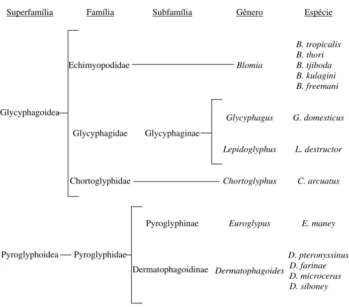 Figura 2. Posição taxonômica de B. tropicalis e outros ácaros da poeira domiciliar 