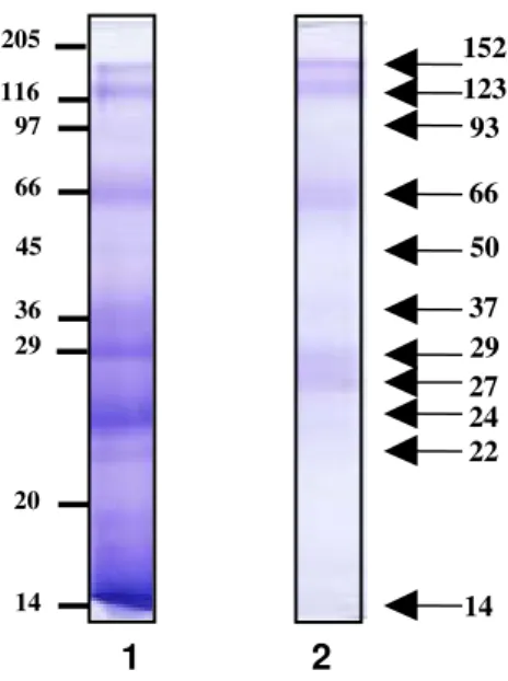 Figura 4. Perfil eletroforético (SDS-PAGE 12%) dos extratos Bt-total (1) e Bt-ConA  (2) de Blomia tropicalis