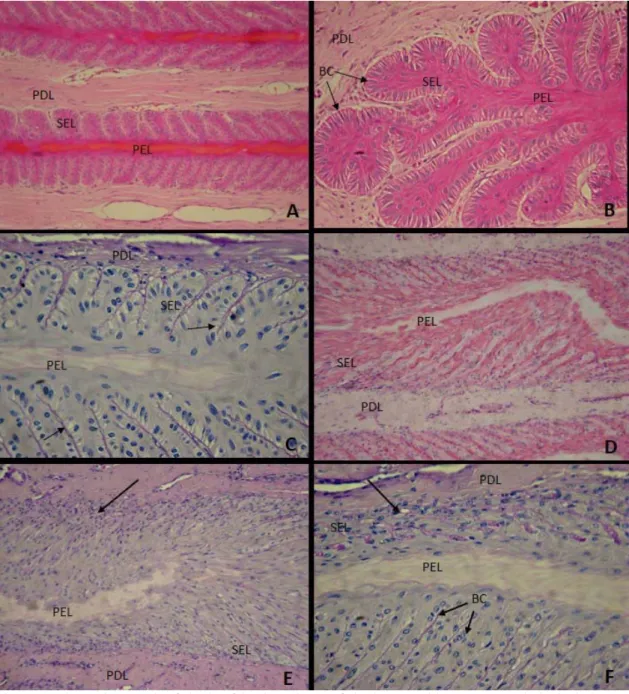 Figure 1. Photomicrograph of the hoof laminar tissue of the horses with PPID. Morphological changes  ranging from 1-2 degrees