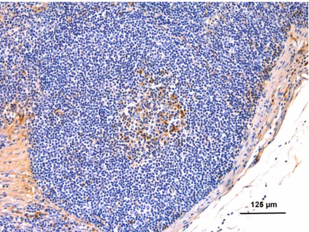 Figure 1. Immunohistochemistry to diagnose scrapie in a histologic section of the mesenteric lymph node  of one goat