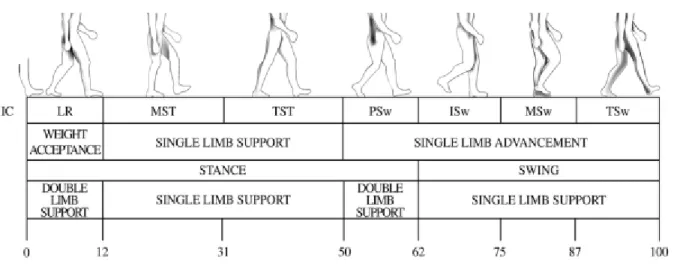 Figura  2.2 - Fases dos ciclos do caminhar:  contato inicial  (IC),  aceitação do peso (LR),  médio  apoio (MST),  posição final  do apoio (TST),  pré-balanço (PSW),  balanço inicial  (ISw),  médio-balanço (MSw)  e término do  balanço (TSw)  (Lohman,  2011