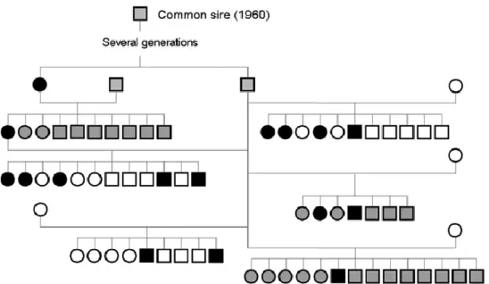 Figure 4. Schematic genealogical representation of a single common sire among a subpopulation of  Doberman pinschers with 16 affected dogs with idiopathic head tremor syndrome