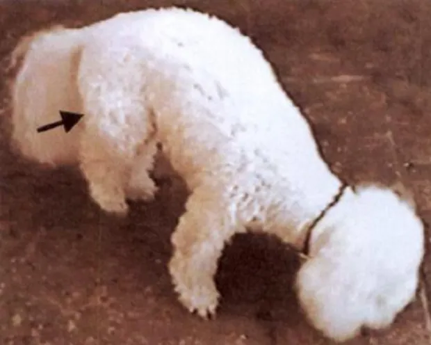 Figure 5. A kyphotic posture in a Bichon Frise dog with dystonia of the right hind limb simultaneously