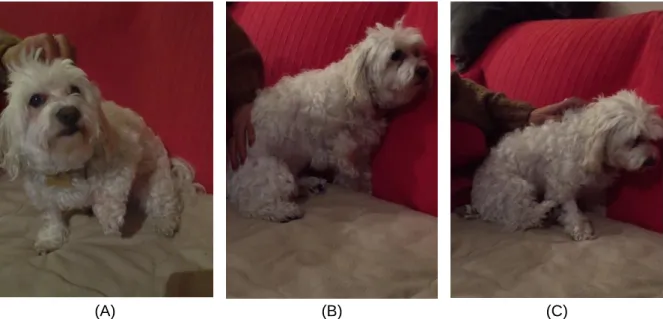 Figure 7. Bichon Frise with (A) flexion of the left thoracic limb that progresses to the (B) right thoracic  limb and (C) finally advances to the pelvic limbs, in this case the right side