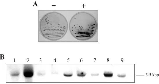 Fig. 1 – (A) YHH-33 yeast mutant cell colonies after staining for acid phosphatase PHO5 activity