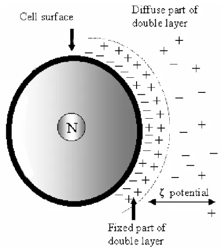 Fig. 2 – - The surface charge of a particle or cell influences the distribution of nearby ions in the polar medium