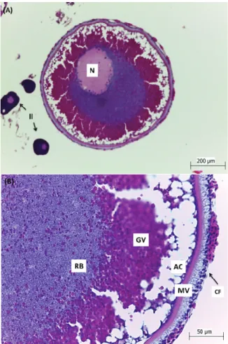 Figure 3. Oocytes of Steindachneridion scriptum, obtained by  ovarian biopsy. A- General aspect of the vitellogenic oocyte with  evident nucleus (N) compared to Perinucleolar oocytes (II)