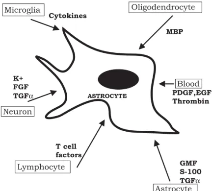 Fig. 1 – Factors triggering the astroglial reactivity in response to an injury in the adult CNS
