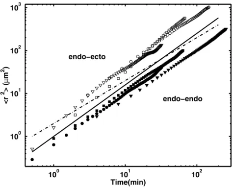 Fig. 4 – Anomalous diffusion measurements of cells of Hydra viridissima [14]. The dot-dashed line corresponds to normal  dif-fusion (q = 1), whereas the solid line corresponds to anomalous superdiffusion associated with q = 1.5.