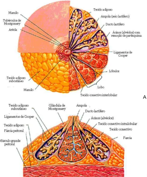Fig. 2.10: Anatomia mamária. Esquema representativo da anatomia mamária. A:Vista  anterior  da mama com exposição de subcamadas