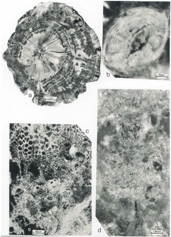 Fig. 1 – Sommerxylon spiralosus n.gen. et n.sp. Transverse section a: distinct growth rings, represented by clear and dark bands – Pb 278