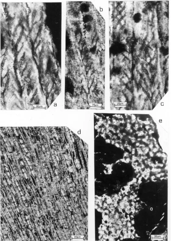 Fig. 3 – Sommerxylon spiralosus n.gen. et n.sp. Radial section – a, b: detail of simple spiral thickenings in the walls of the tracheids.