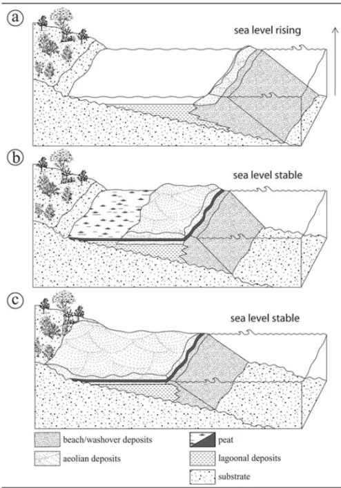 Fig. 4 – Barrier stratigraphy produced by a sea level rise (a typical transgressive barrier) showing the potential outcropping of lagoonal sediments at the shoreface or at the continental shelf (a), and a receded barrier translating landwards due to a nega