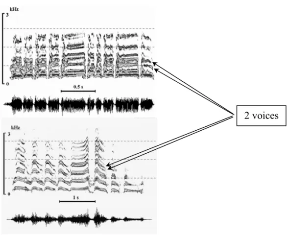 Fig. 1 – The ‘‘two voices’’ phenomenon in the calls of the Emperor Penguin (top) and of the King Penguin (bottom), evidenced as simultaneous and harmonically unrelated frequencies.