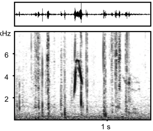 Fig. 1 – Contact call of an Arabian Babbler. Subjects commonly utter such calls during foraging