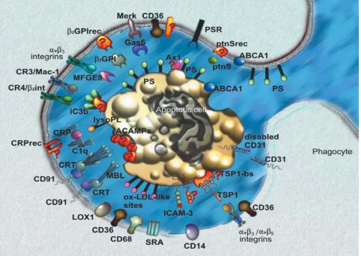 Fig. 1 – Redundancy in apoptotic cell and phagocyte interplay. Both cells display the proteins CD31 and ATP-binding cassete transporter (ABC A1) and the PS phospholipid on their external surface