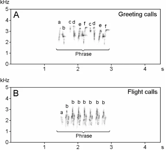 Fig. 4 – Sonograms of complex calls in the Red-vented Bulbul. A: Greeting calls: one phrase composed of different types of elements