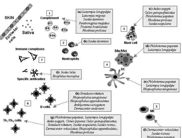 Fig. 3 – Host immune response is modified by arthropod’s saliva. Salivary molecules can act on different effector cells and mediators of the immune system: (1) The complement system: inhibition of complement release of vasoactive mediators and cell activat