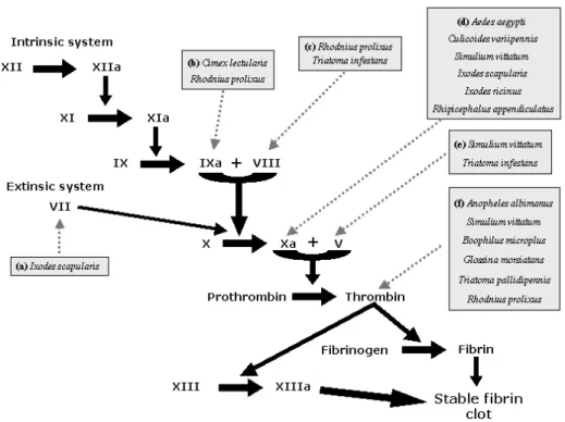 Fig. 2 – Blood-coagulation cascade (intrinsic and extrinsic system) activated in response to tissue injury is also blocked by salivary molecules