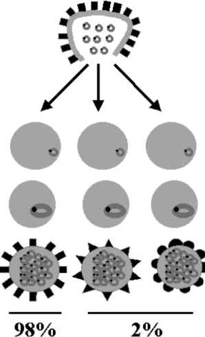 Fig. 3 – Schematic representation of PfEMP1 protein switch- switch-ing. Merozoites released from a burst infected red blood cell  ex-pressing a particular PfEMP1 phenotype (squares), invade new erythrocytes which after completion of the asexual blood cycle
