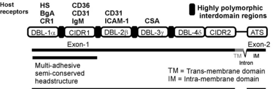 Fig. 4 – Schematic representation of the PfEMP1 structure showing host receptors and domains (http://sites.huji.ac.il/malaria/maps/PfEMP1.html)