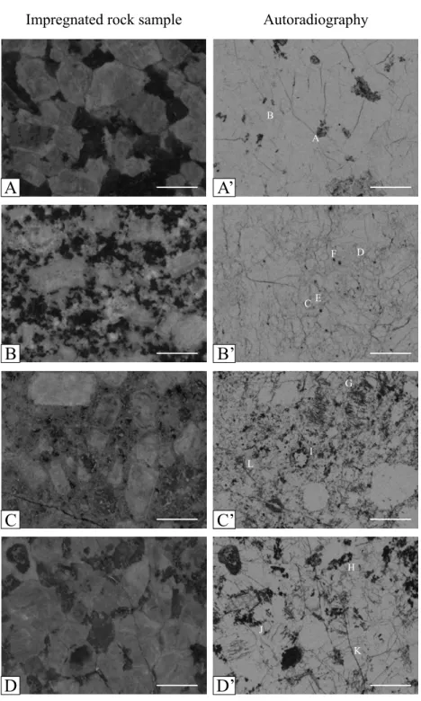 Fig. 2 – Sawed sections of 14 C-PMMA impregnated rock samples (left, A-D) and its corresponding autoradiographies (right, A’-D’)