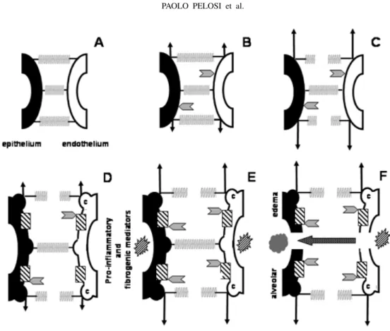 Fig. 5 – Extracellular matrix (ECM) and cell response to increased lung interstitial pressure