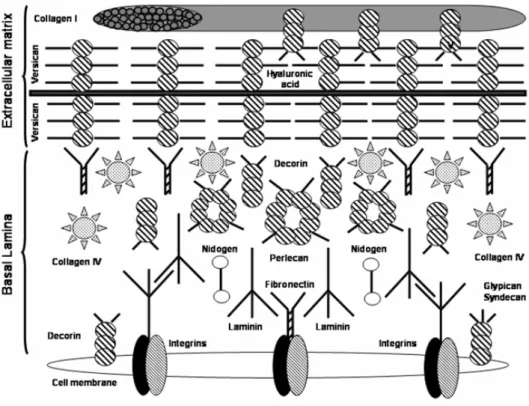 Fig. 1 – Links among the cell membrane, the basal lamina, and the extracellular matrix.