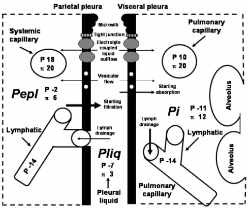 Fig. 2 – Schematic representation of transpleural liquid flows (arrows) under physiological conditions.
