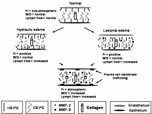 Fig. 4 – Changes in extracellular matrix during hydraulic and lesional edemas. Pi: interstitial pressure, W/D: wet-to-dry weight ratio, HS: Heparan sulfate, PG: Proteoglycan, CS: Chondroitin sulfate