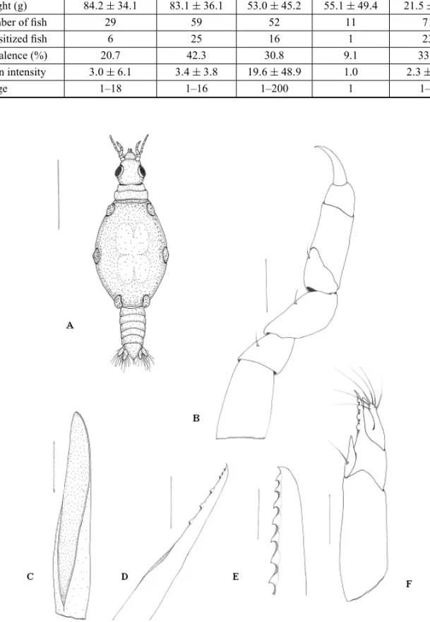 Fig. 1 – Praniza larvae collected from fishes of estuarine zone of Northeast of Pará, Brazil