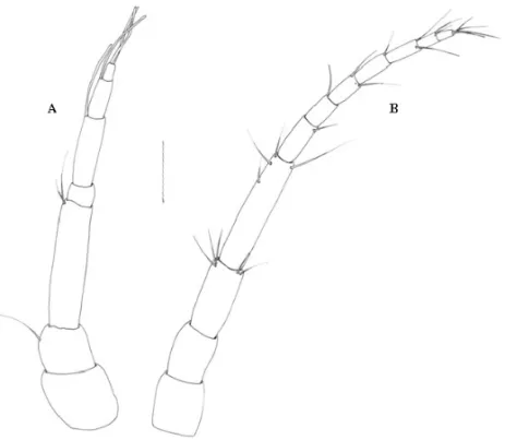 Fig. 3 – Antennae of praniza larvae collected from fishes of estuarine zone of Northeast of Pará, Brazil.