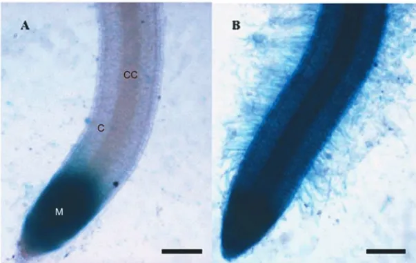 Fig. 5 – Bright field microscopy of the GUS expression pattern in the root of transgenic seven-day- seven-day-old rice plantlets
