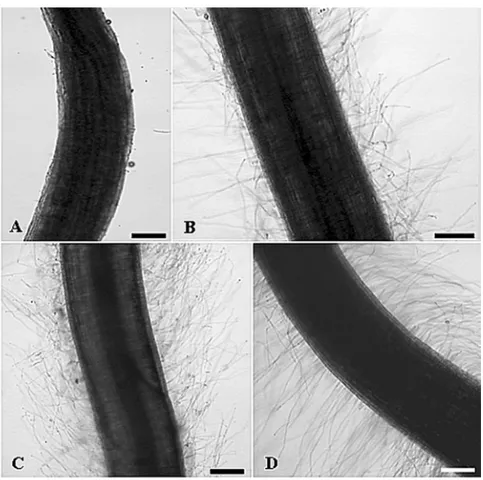 Fig. 6 – Effect of IAA produced by B. kururiensis on root hairs of O. sativa grown in vitro
